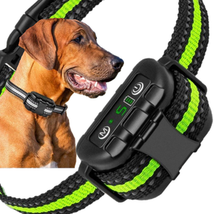 Dog shock collar with sensor outlet