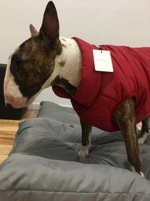 Warm 4-Button Winter Coats For Small And Medium Dogs