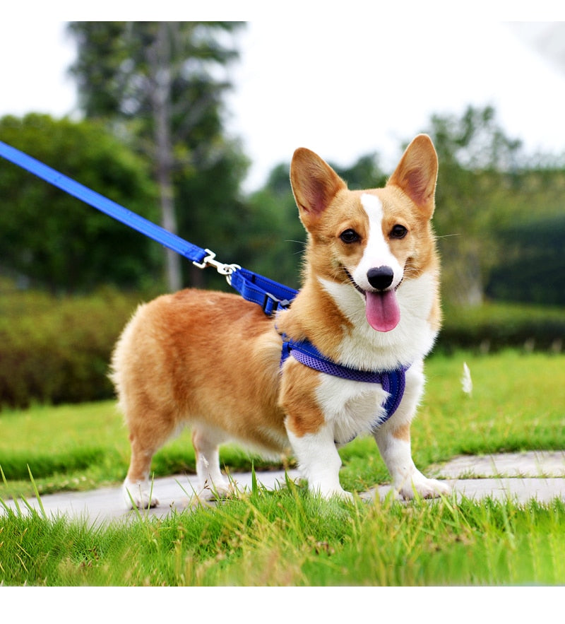 100% Safe & Durable Reflective Dog Leash For Dogs